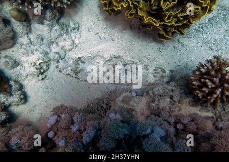 Ein krokodilsfische (Papilloculiceps Longiceps) im Roten Meer Stockfoto