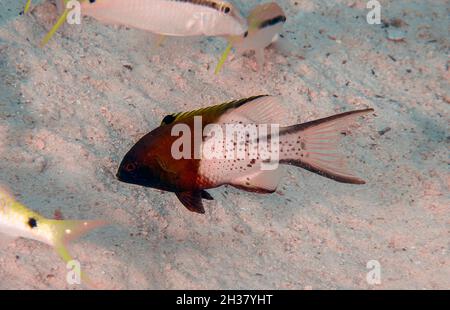 Ein LyRetail-Hogfisch (Bodianus anthiodes) im Roten Meer Stockfoto