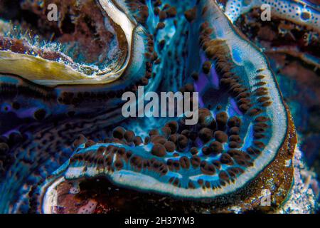 Eine geriffelte Riesenmuschel (Tridacna squamosa) im Roten Meer, Ägypten Stockfoto