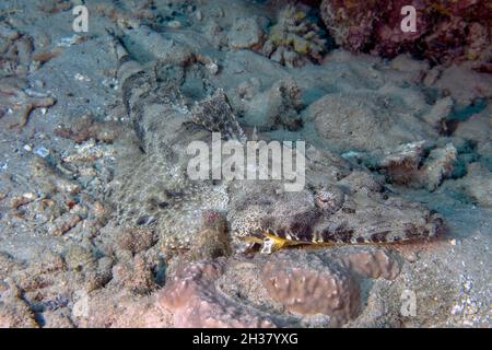 Ein krokodilsfische (Papilloculiceps Longiceps) im Roten Meer Stockfoto