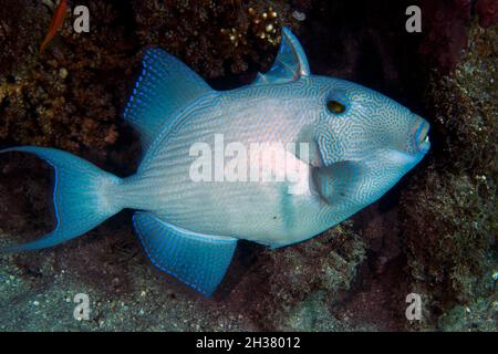Ein Blauer Triggerfisch (Pseudobalistes fuscus) im Roten Meer, Ägypten Stockfoto