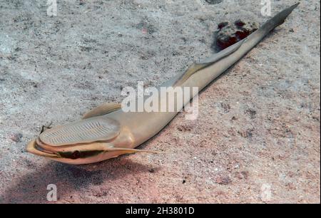 Eine gestreifte Remora (Ekeneis naucrates) im Roten Meer Stockfoto