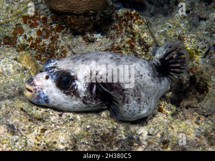 Ein maskierter Puffer (Arothron diadematus) im Roten Meer, Ägypten Stockfoto