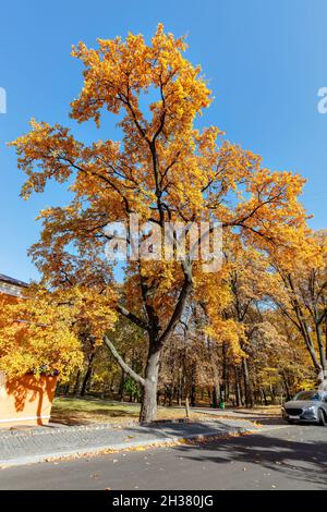 Eine schöne, schlanke Eiche mit einer leuchtend gelb-orange Goldfarbe. Hintergrund der Herbstsaison. Herbstansicht der bunten Wald Laub Krone Bäume. Stockfoto