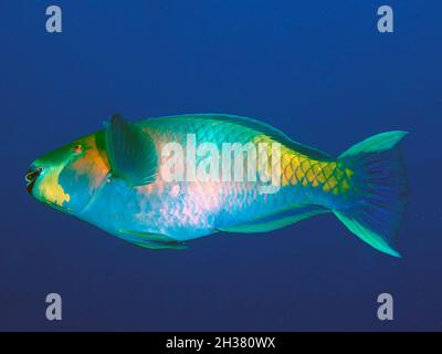 Ein rostiger Papageienfisch (Scarus ferrugineus) im Roten Meer Stockfoto