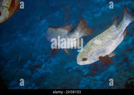 Eine Schule von Schwarz-Weiß-Schnapper (Macolor niger) im Roten Meer, Ägypten Stockfoto