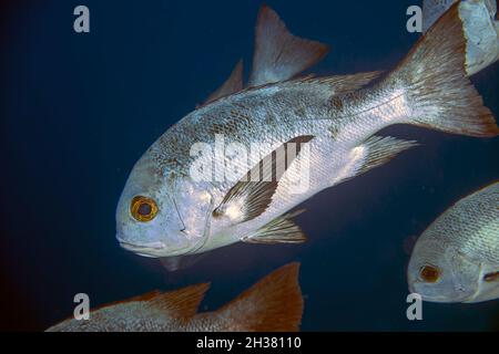 Eine Schule von Schwarz-Weiß-Schnapper (Macolor niger) im Roten Meer, Ägypten Stockfoto