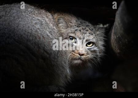 Pallas-Katze starrt auf die Kamera Stockfoto