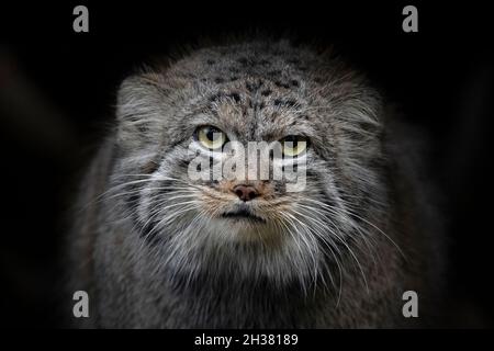 Pallas Katze starrt in die Kamera Stockfoto