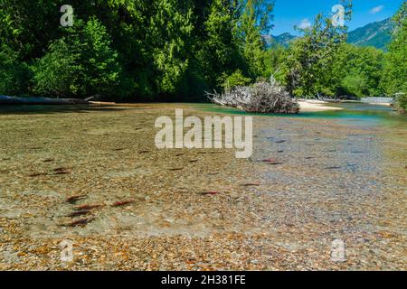 Laichlachs in einer Schotterbar im unteren Fraser River Valley in British Columbia. Stockfoto