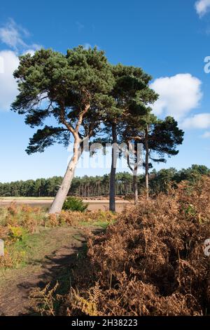 Scots Pine Trees - John Muir Country Park, Dunbar, Schottland, Großbritannien - bevor viele der Bäume durch den Sturm Arwen vom 26. Bis 27. November 2021 zerstört wurden Stockfoto