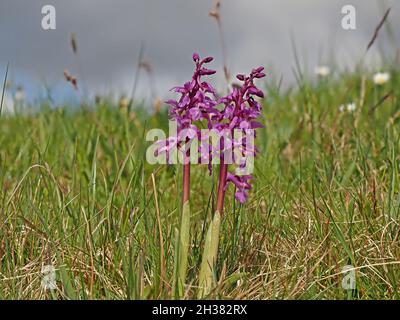 Zwei Blütenspitzen der frühen Purple Orchid (Orchis mascula), die am Boden mit nicht verbessertem Grasland und Himmel als Hintergrund in Cumbria, England, Großbritannien, betrachtet wurden Stockfoto