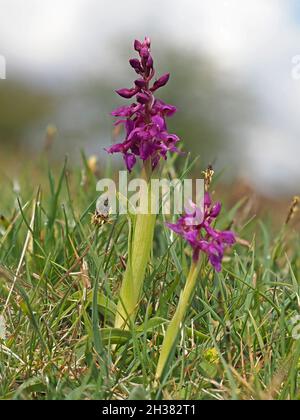 Zwei Blütenspitzen der frühen Purple Orchid (Orchis mascula), die am Boden mit nicht verbessertem Grasland und Himmel als Hintergrund in Cumbria, England, Großbritannien, betrachtet wurden Stockfoto