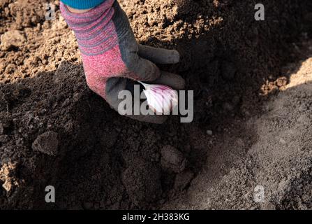 Nahaufnahme einer Person, die im Herbst im Freien Knoblauch Allium sativum in schwarzer Erde von Hand über den Winter pflanzt. Stockfoto