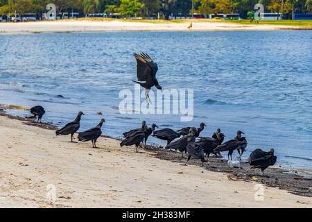 Tropische Schwarzgeier Coragyps atratus brasiliensis fressen tote Fischkadaver auf dem Botafogo Beach Sand in Rio de Janeiro Brasilien. Stockfoto