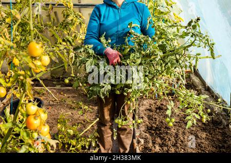 Gewächshaus für den Winter im Herbst vorbereiten. Frau Person reißt alte nicht reifen Tomatenpflanzen am Ende der Saison. Stockfoto