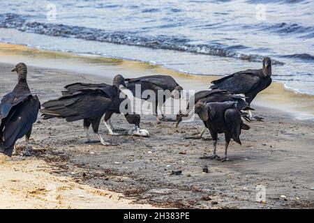 Tropische Schwarzgeier Coragyps atratus brasiliensis fressen tote Fischkadaver auf dem Botafogo Beach Sand in Rio de Janeiro Brasilien. Stockfoto