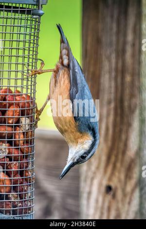 Ein Nuthatch, Sitta europaea, klammert sich kopfüber an einen Gartenvogelfutterhäuschen, um die Erdnüsse zu essen. Stockfoto