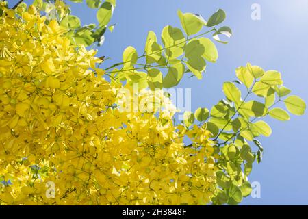 Gelbe Laburnum-Baumblüten Stockfoto