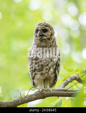 Sperrinkeulet, der auf einem Ast steht und in die Ferne blickt. Grüner Hintergrund. Stockfoto