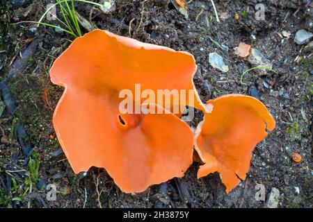 Aleuria aurantia (Orangenhaut-Pilz) ist ein weit verbreiteter Ascomycete-Pilz, der auf gestörtem Boden in ganz Nordamerika und Europa gefunden wird. Stockfoto