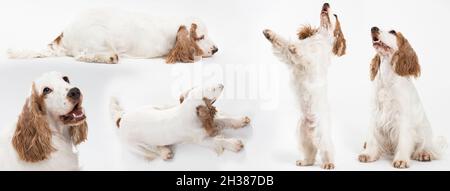 Hund - englischer Cocker Spaniel mit honiggoldenem Mantel. Verschiedene Hundeposen auf weißem Hintergrund. Panorama. Stockfoto