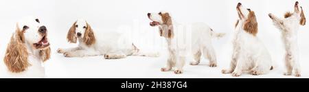 Grundlegende Hund Pose auf weißem Hintergrund. Hund - englischer Cocker Spaniel mit honiggoldenem Mantel. Panorama. Stockfoto