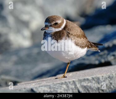 Juvenile Semipalmated Plover, Charadrius semipalmatus, stehend auf einem Bein auf einer felsigen Uferformation Stockfoto