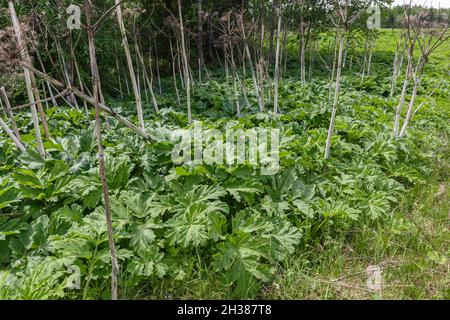 Heracleum sosnowskyi. Grüne Blätter von Hogweed, Kuh Pastinak Pflanze im Sommer Stockfoto