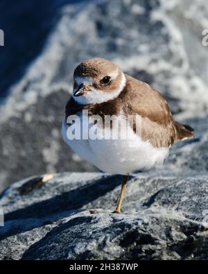 Juvenile Semipalmated Plover, Charadrius semipalmatus, stehend auf einem Bein auf einer felsigen Uferformation Stockfoto