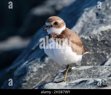 Juvenile Semipalmated Plover, Charadrius semipalmatus, stehend auf einem Bein auf einer felsigen Uferformation Stockfoto