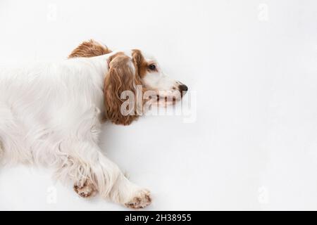 Ein Hund liegt vor Müdigkeit auf seiner Seite. Englischer Cocker Spaniel mit honiggoldenem Mantel. Stockfoto