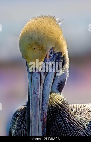 Ein brauner Pelikanvögel, ein großer, stämmiges Seevögel mit langem Hals und einem riesigen Schnabel. Stockfoto