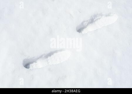 Schritt für Schritt (Mensch) im frischen weißen Schnee. Konzept Stockfoto