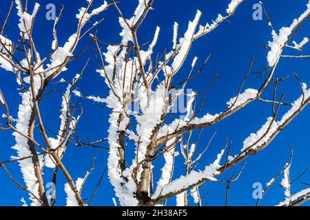 Schneebedeckte Zweige, die von der Wintersonne funkeln, gegen den blauen Himmel. Reif- oder Frostkristalle auf Baumkronen an einem kalten Wintertag Stockfoto