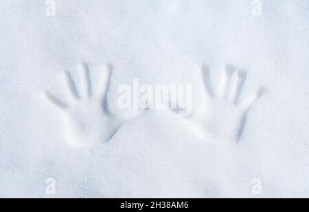 Menschliche Hände prägen an einem sonnigen Wintertag frischen weißen Schnee. Zweihanddruck (links und rechts) Stockfoto