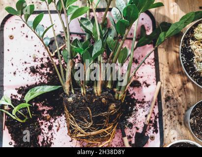 Grüne Sämlinge in Töpfen, Topfpflanzen zu Hause. Innengarten, Zimmerpflanzen. Alocasia, Ficus, Palme, Monsteraffe, calathea, schweizer Käserei Stockfoto