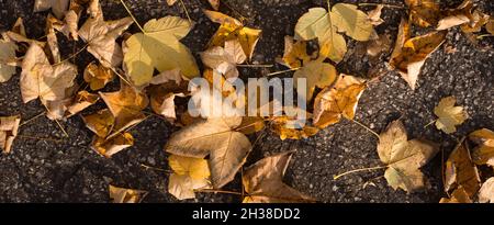 Bunte Herbstblätter auf der Straße, Hintergrund dank geben, Natur, Jahreszeiten Stockfoto