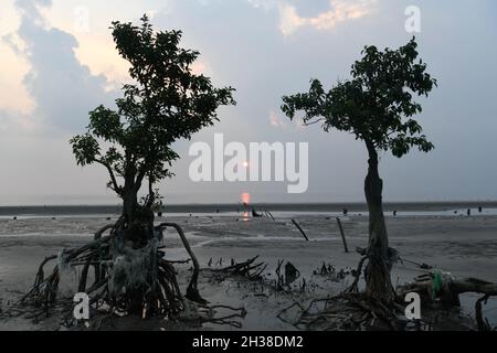 Patuakhali, Bangladesch. Oktober 2021. Mangrovenbäume, die am Strand aufgrund des Klimawandels am Strand von Kuakata im Bezirk Patuakhali sterben.Kuakata, lokal als Sagar Kannya (Tochter des Meeres) bekannt, liegt im Südwesten von Bangladesch. Der Wasserstand ist aufgrund des Klimawandels und der Sedimentation am Meeresgrund gestiegen. Da solche Flutwellen den Strand oft überfluten. Der Damm, der mit verschiedenen Arten von Bäumen und Garten, Öko-Park und Häusern bepflanzt ist, steht kurz vor dem Aussterben, da die Erosion aufgrund des Monsuns eine ernsthafte Wende genommen hat. Kredit: SOPA Images Limited/Alamy Live Nachrichten Stockfoto