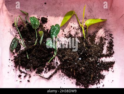 Grüne Sämlinge in Töpfen, Topfpflanzen zu Hause. Innengarten, Zimmerpflanzen. Alocasia, Ficus, Palme, Monsteraffe, calathea, schweizer Käserei Stockfoto