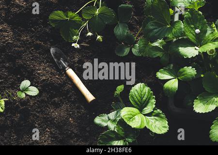 Erdbeeren im Herbst im Garten Pflanzen, Gartenarbeit, gesunde Ernährung und DIY-Konzept Stockfoto
