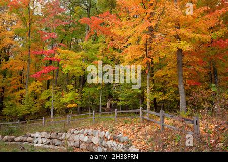 Ahornbäume in brillanter Herbstfarbe in der Nähe eines Zauns und einer Steinmauer im Norden von Minnesota Stockfoto