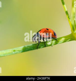 Marienkäfer mit sieben Flecken, schwarzes und rotes Insekt auf einem Fenchelstiel Stockfoto