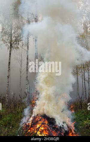 Brennende Fichtenzweige, dichter Rauch steigt in den Himmel. Stockfoto