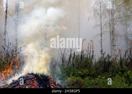 Brennende Fichtenzweige, dichter Rauch steigt in den Himmel. Stockfoto