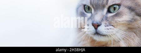 Porträt einer grauen flauschigen Katze mit Kopierraum, Banner. Stockfoto