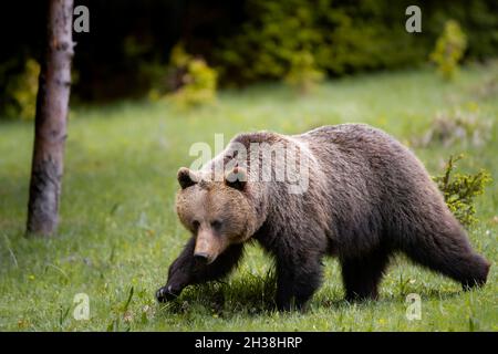 Braunbär sehr nah in der wilden Natur während der Rut, bunte Natur in der Nähe des Waldes, wilde Slowakei, nützlich für Zeitschriften und Zeitungen Stockfoto