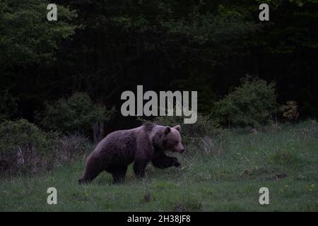 Braunbär sehr nah in der wilden Natur in der Nähe von Wald, wilde Slowakei, nützlich für Zeitschriften und Zeitungen Stockfoto