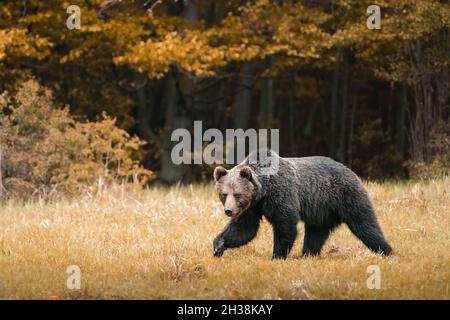 Braunbär sehr nah in der wilden Natur während der Rut, bunte Natur in der Nähe des Waldes, wilde Slowakei, nützlich für Zeitschriften und Zeitungen Stockfoto