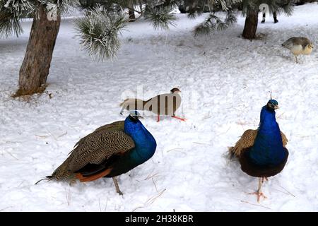 Tiere im Winter. Leuchtend blau wunderschöne Pfauen mit langem Schwanz und bunten Federn laufen im Schnee. Dekorative Vogel Pfau im Park, Zoo Stockfoto